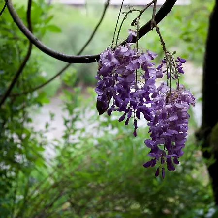 Szálloda Ciconia